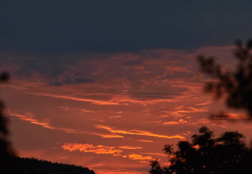 Black Blizzard (GER) : Book